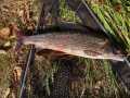 IMG-20211026-WA0001
