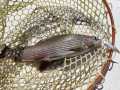 IMG-20240616-WA0000