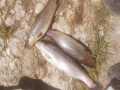 IMG-20200503-WA0007