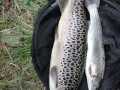 Seeforelle 57 cm