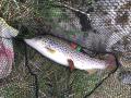 IMG-20200509-WA0043