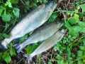 IMG-20200601-WA0027