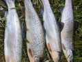 IMG-20210518-WA0006