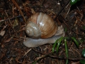 DSC_4045.jpg