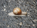 DSC_4206.jpg