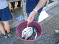 Fischen-Juni 2013-105.jpg