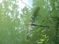 Fischen-Juni 2013-49.jpg