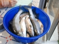 Fischen-Juni 2013-77.jpg