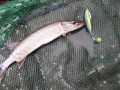 IMG-20200601-WA0003