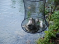 Herbstfischen_2010 (11).JPG