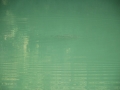 Herbstfischen-2011-33.JPG