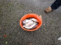 Herbstfischen_2012- (176).jpg