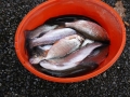 Herbstfischen_2012- (177).jpg
