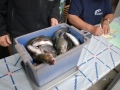 Herbstfischen_2012- (181).jpg