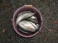 Herbstfischen_2012- (203).jpg
