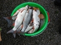 Herbstfischen_2012- (206).jpg