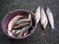 Herbstfischen_2012- (211).jpg