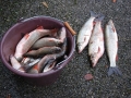 Herbstfischen_2012- (212).jpg