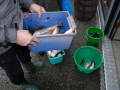 Herbstfischen_2012- (220).jpg